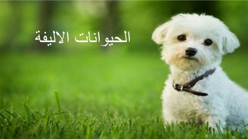 الحيوانات الاليفة by natalie - Ourboox.com