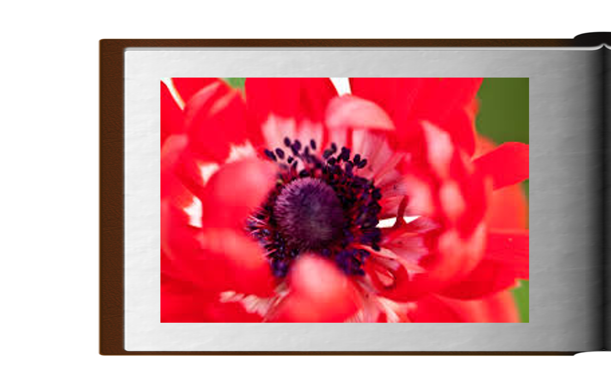 אגדת הפרחים האדומים by Avia stern - Ourboox.com