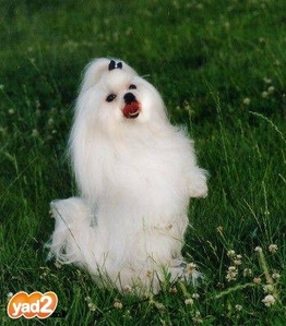 כלבים חמודים מאוד by shizaf - Ourboox.com