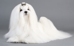 כלבים חמודים מאוד by shizaf - Ourboox.com