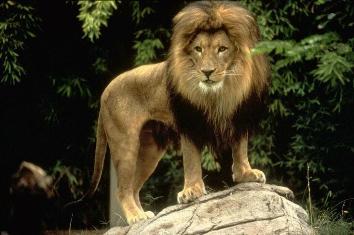 האריה והעכבר by שכבת ג