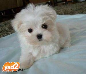 כלבים חמודים מאוד by shizaf - Ourboox.com