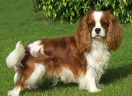 הכלב המסתורי by שכבת ג