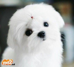 כלבים חמודים מאוד by shizaf - Ourboox.com