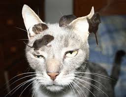 מגדל העכברים by שכבת ג