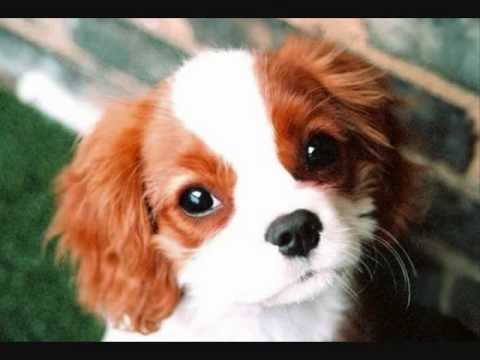 הכלב המסתורי by שכבת ג