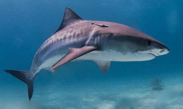 החברים באים by שכבת ג