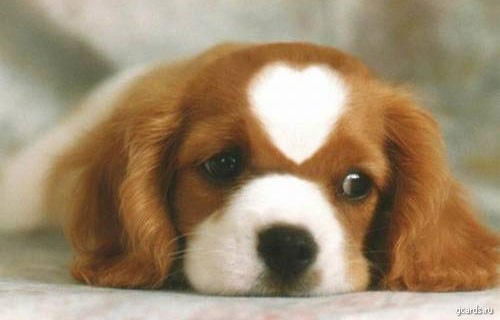 כלבים חמודים מאוד by shizaf - Ourboox.com