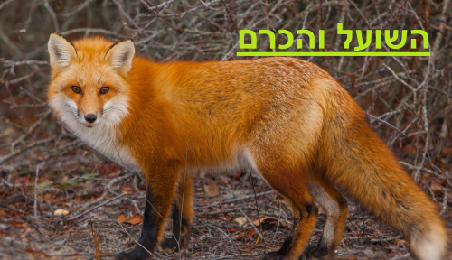 השועל והכרם by מורה הכיתה - Ourboox.com