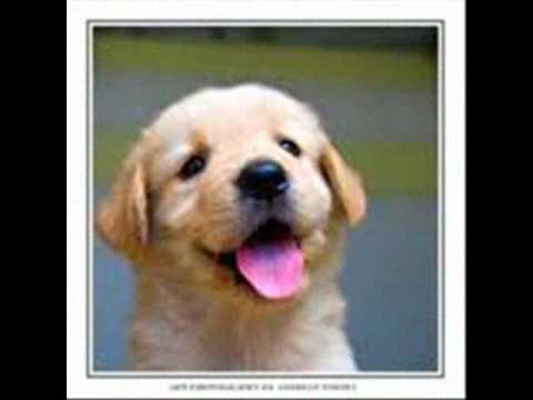 כלבים חמודים מאוד by shizaf - Ourboox.com