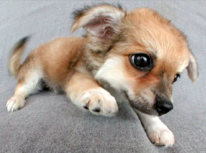 כלבים חמודים מאוד by shizaf - Ourboox.com