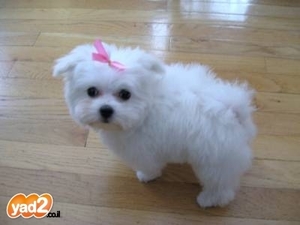 כלבים חמודים מאוד by shizaf - Ourboox.com