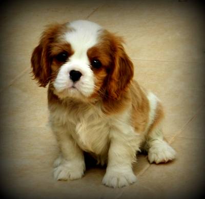 כלבים חמודים מאוד by shizaf - Ourboox.com