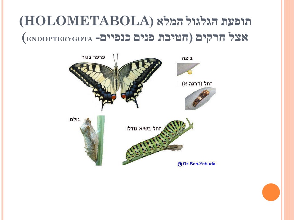 מחזור החיים בבעלי חיים by זאולוגיה תשע"ו - Ourboox.com