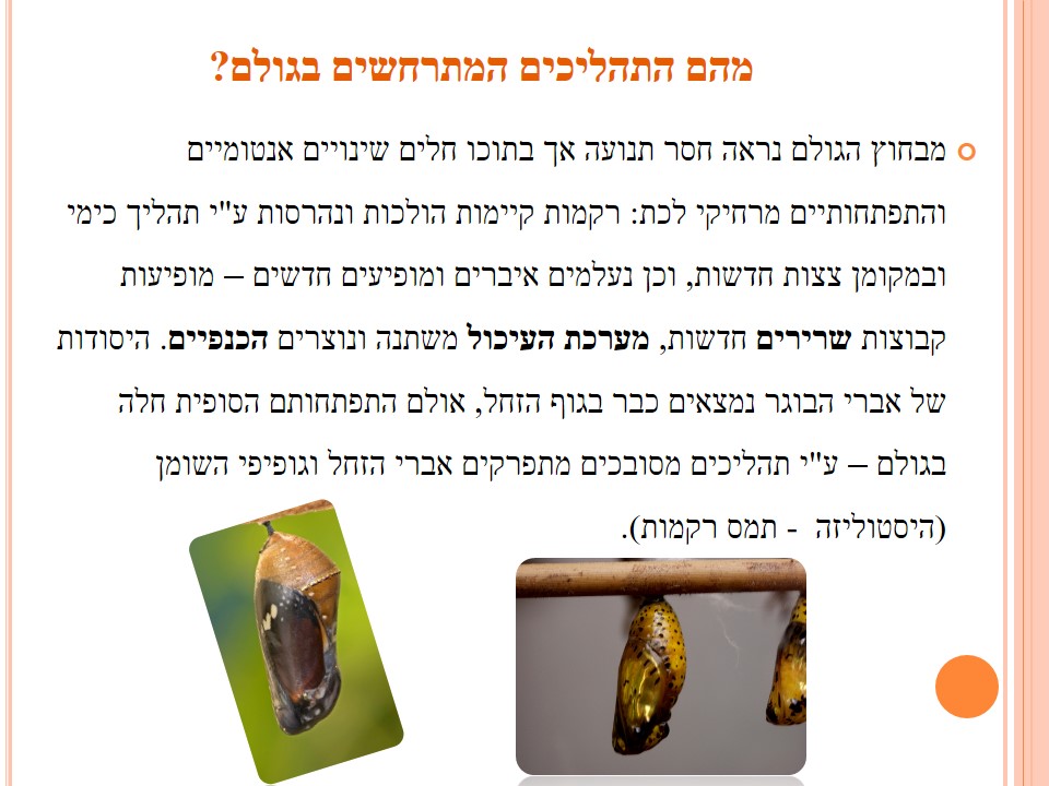 מחזור החיים בבעלי חיים by זאולוגיה תשע"ו - Ourboox.com