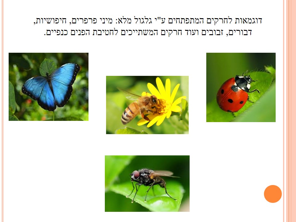 מחזור החיים בבעלי חיים by זאולוגיה תשע"ו - Ourboox.com