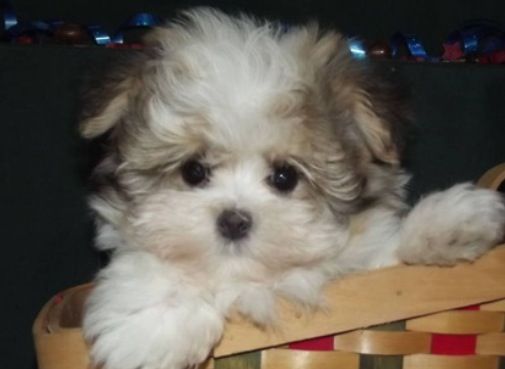 כלבים חמודים מאוד by shizaf - Ourboox.com