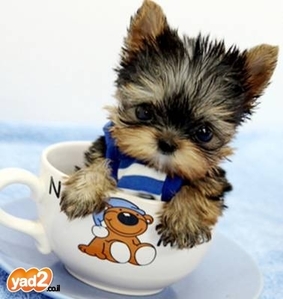 כלבים חמודים מאוד by shizaf - Ourboox.com