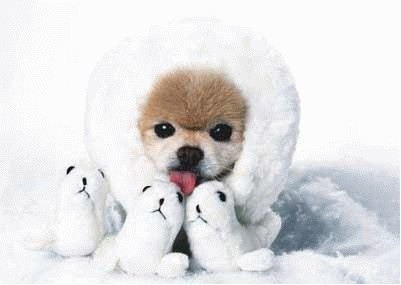 כלבים חמודים מאוד by shizaf - Ourboox.com