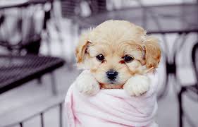 כלבים חמודים מאוד by shizaf - Ourboox.com