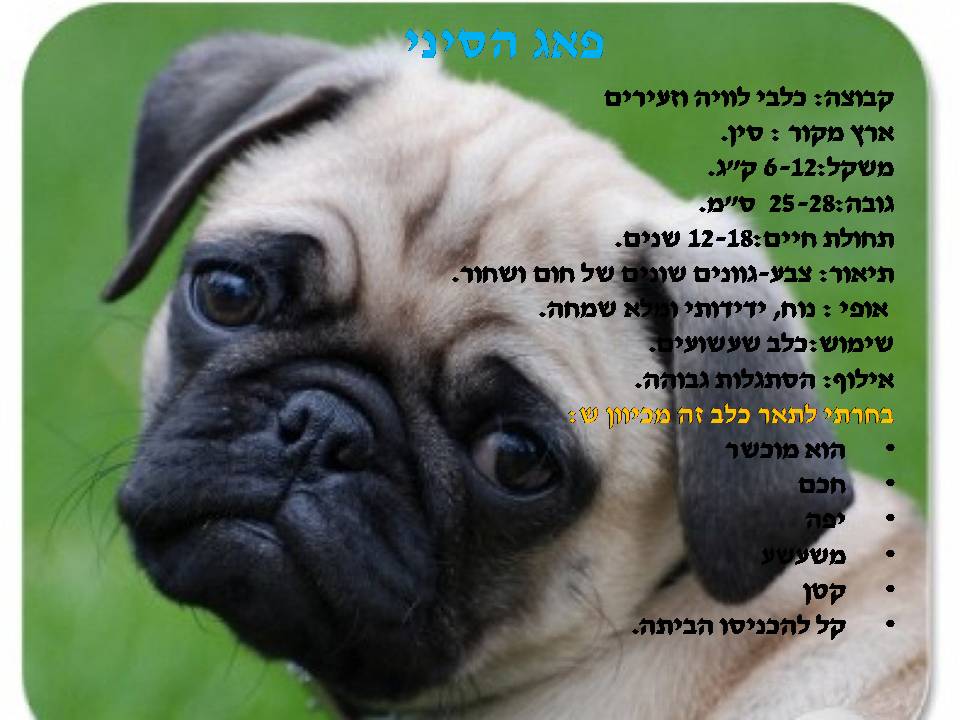 כתבים צעירים גיליון מספר 2 by young writers - Illustrated by כתבים צעירים - Ourboox.com