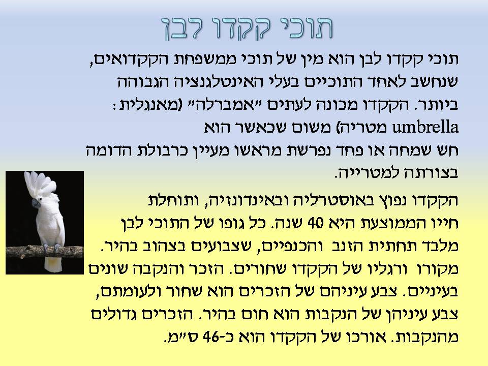 כתבים צעירים גיליון מספר 2 by young writers - Illustrated by כתבים צעירים - Ourboox.com