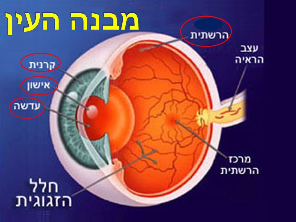 כתבים צעירים גיליון מספר 2 by young writers - Illustrated by כתבים צעירים - Ourboox.com