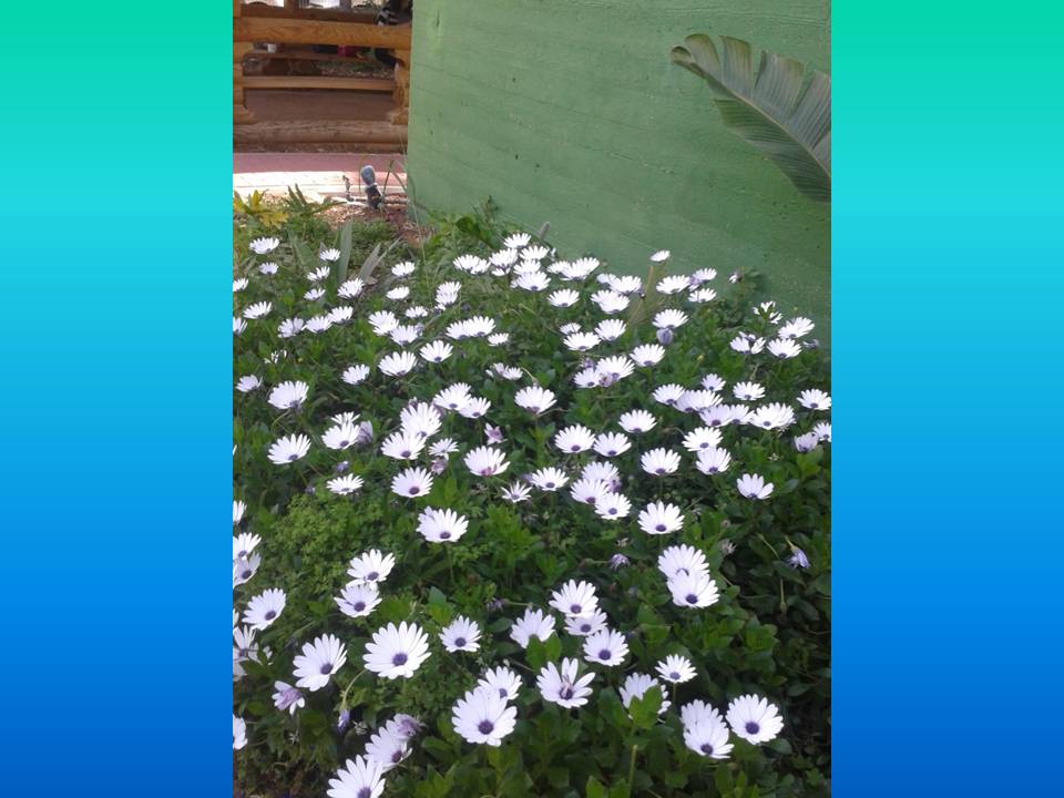 כתבים צעירים גיליון מספר 2 by young writers - Illustrated by כתבים צעירים - Ourboox.com