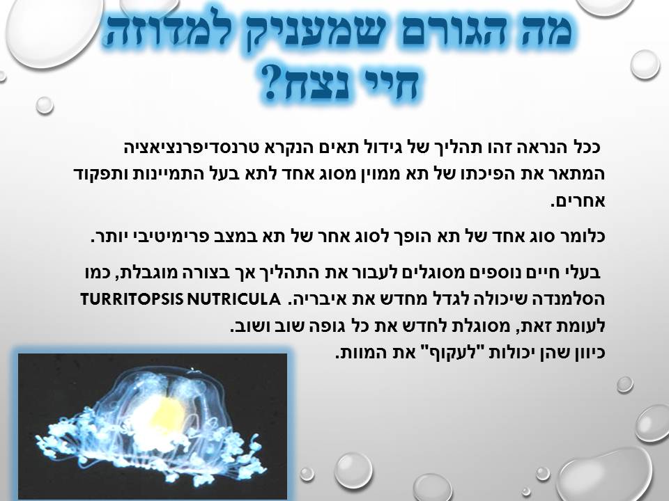 מחזור החיים בבעלי חיים by זאולוגיה תשע"ו - Ourboox.com