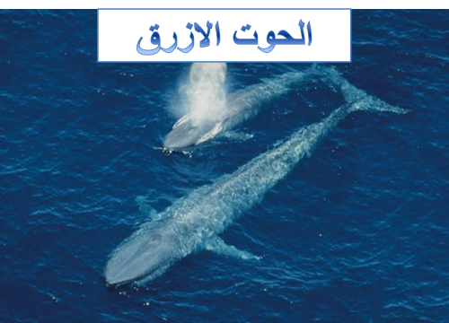 لغة عربية by mriana misheal - Illustrated by مريانا  - Ourboox.com