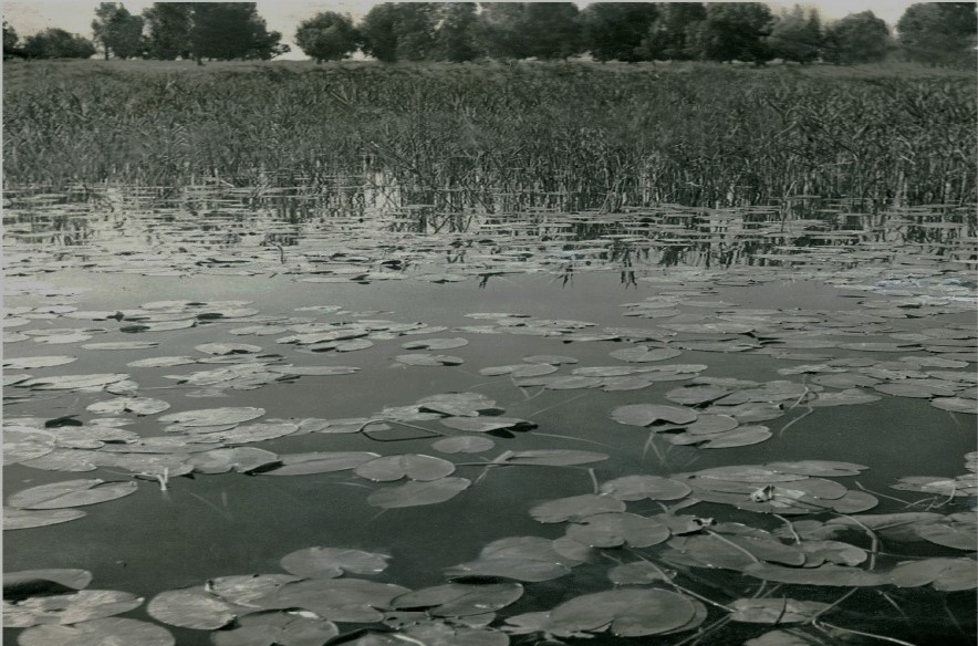 עבודת חקר על אגם החולה by .  - Illustrated by עמית גולדשטיין ועדן יוניוב - Ourboox.com