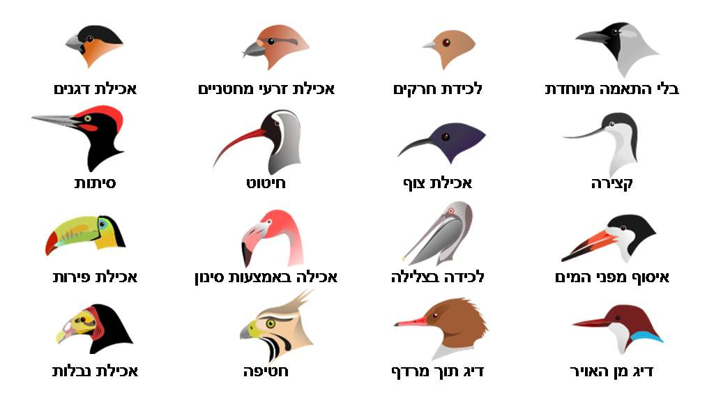 בעלי חוליות by lilach asulin - Ourboox.com