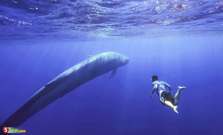 لغة عربية by mriana misheal - Illustrated by مريانا  - Ourboox.com