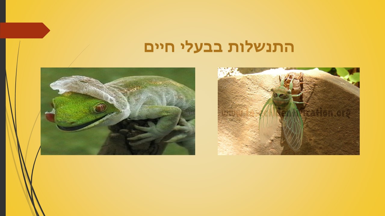 מחזור החיים בבעלי חיים by זאולוגיה תשע"ו - Ourboox.com