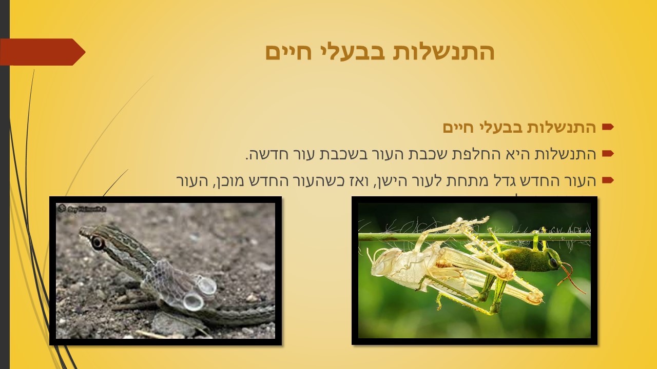 מחזור החיים בבעלי חיים by זאולוגיה תשע"ו - Ourboox.com