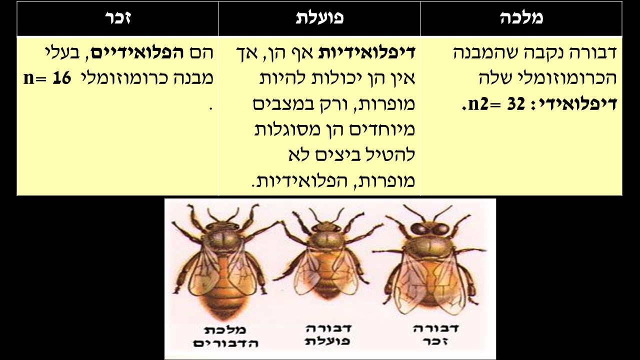 מחזור החיים בבעלי חיים by זאולוגיה תשע"ו - Ourboox.com