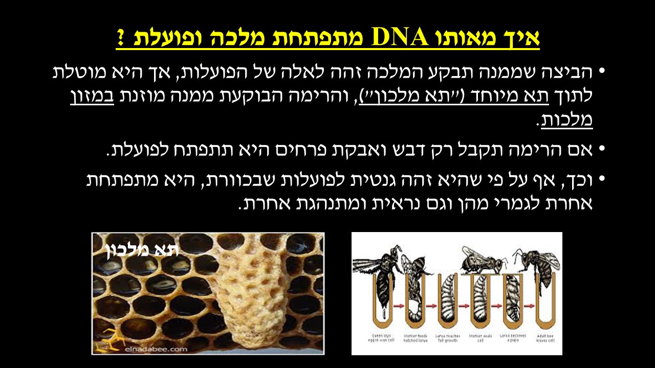 מחזור החיים בבעלי חיים by זאולוגיה תשע"ו - Ourboox.com