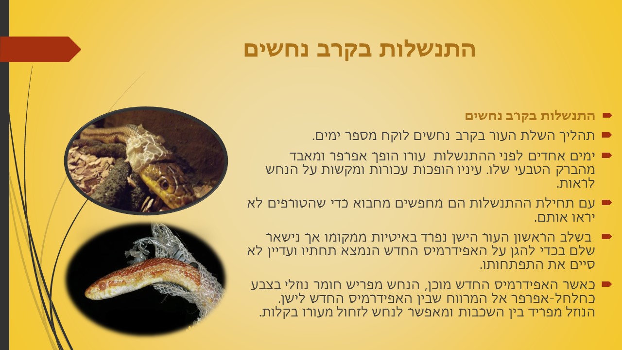 מחזור החיים בבעלי חיים by זאולוגיה תשע"ו - Ourboox.com