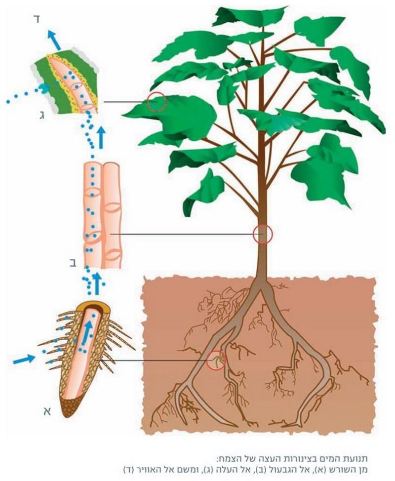עץ הזית by קרן שפסה - Ourboox.com