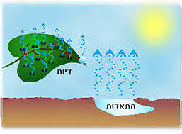 עץ הזית by קרן שפסה - Ourboox.com