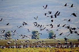 עבודת חקר על אגם החולה by .  - Illustrated by עמית גולדשטיין ועדן יוניוב - Ourboox.com