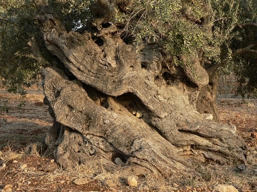 עץ הזית by קרן שפסה - Ourboox.com