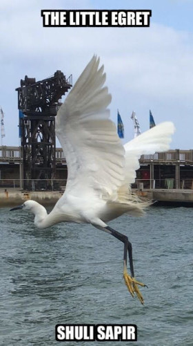 The Little Egret by Shuli Sapir-Nevo Photo and Motto - Illustrated by SHULI SAPIR-NEVO - Ourboox.com