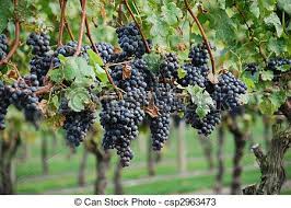 השועל והכרם by sozan - Ourboox.com