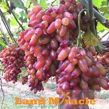 השועל והכרם by sozan - Ourboox.com