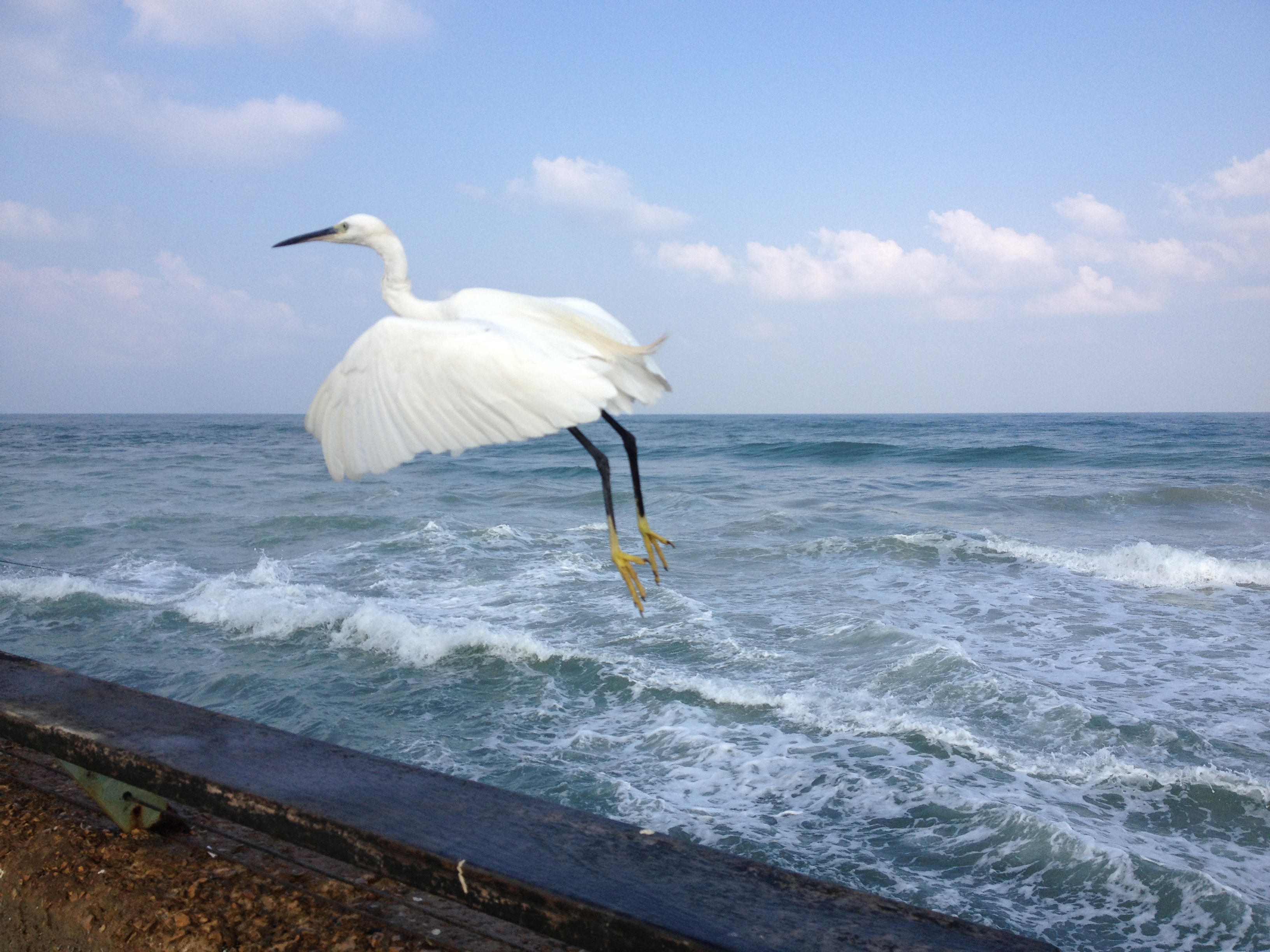 The Little Egret by Shuli Sapir-Nevo Photo and Motto - Illustrated by SHULI SAPIR-NEVO - Ourboox.com
