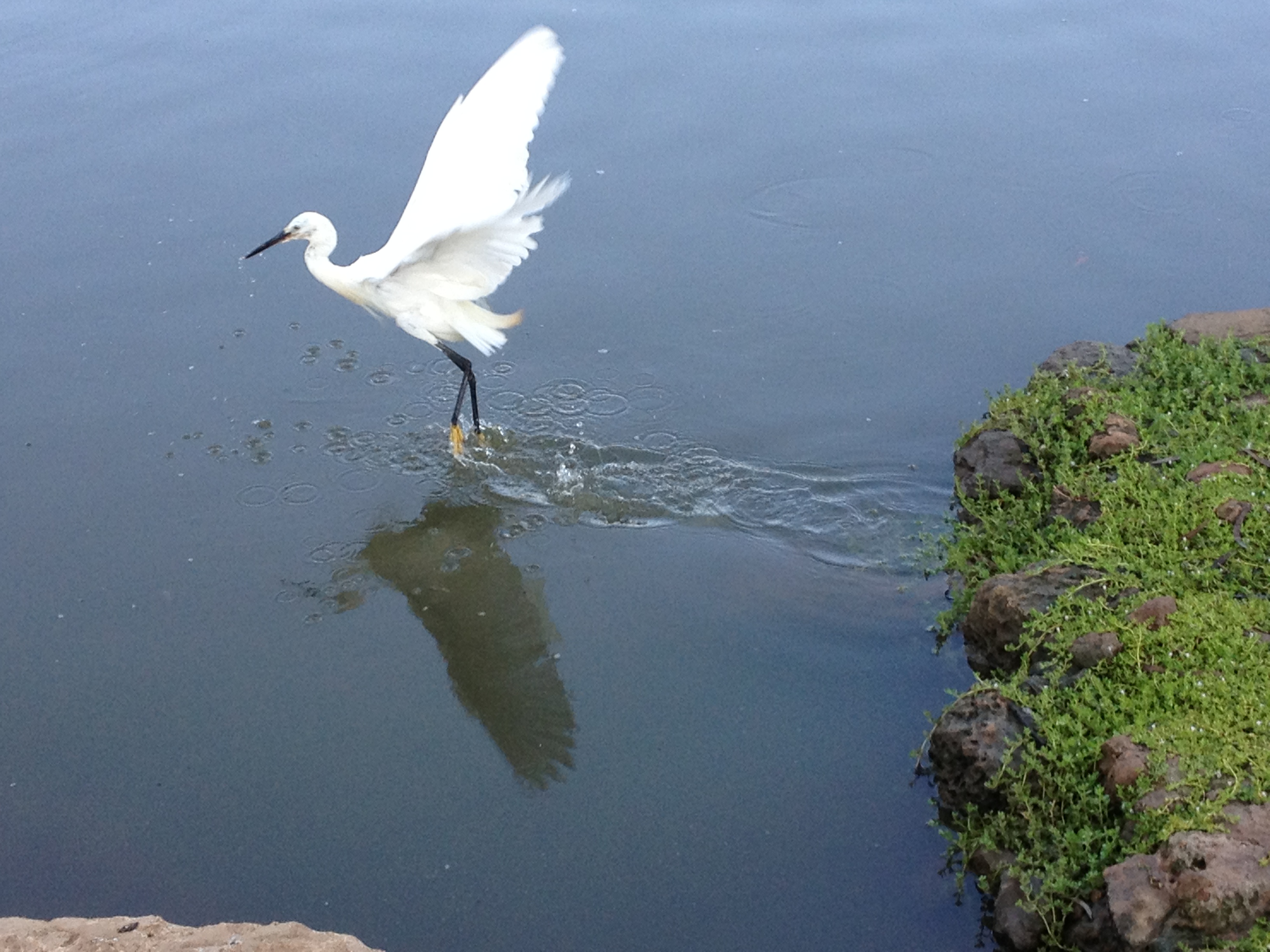The Little Egret by Shuli Sapir-Nevo Photo and Motto - Illustrated by SHULI SAPIR-NEVO - Ourboox.com