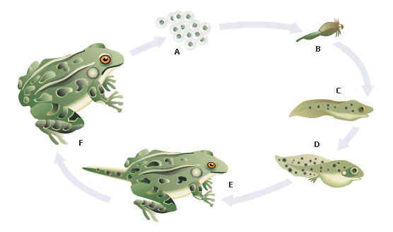 البرمائيات _الضفدع by ejlal mouhamd - Illustrated by الضفدع - Ourboox.com
