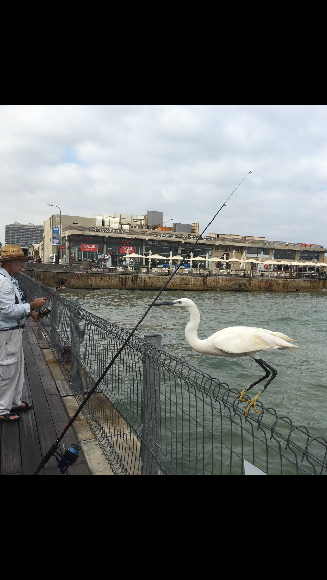 The Little Egret by Shuli Sapir-Nevo Photo and Motto - Illustrated by SHULI SAPIR-NEVO - Ourboox.com
