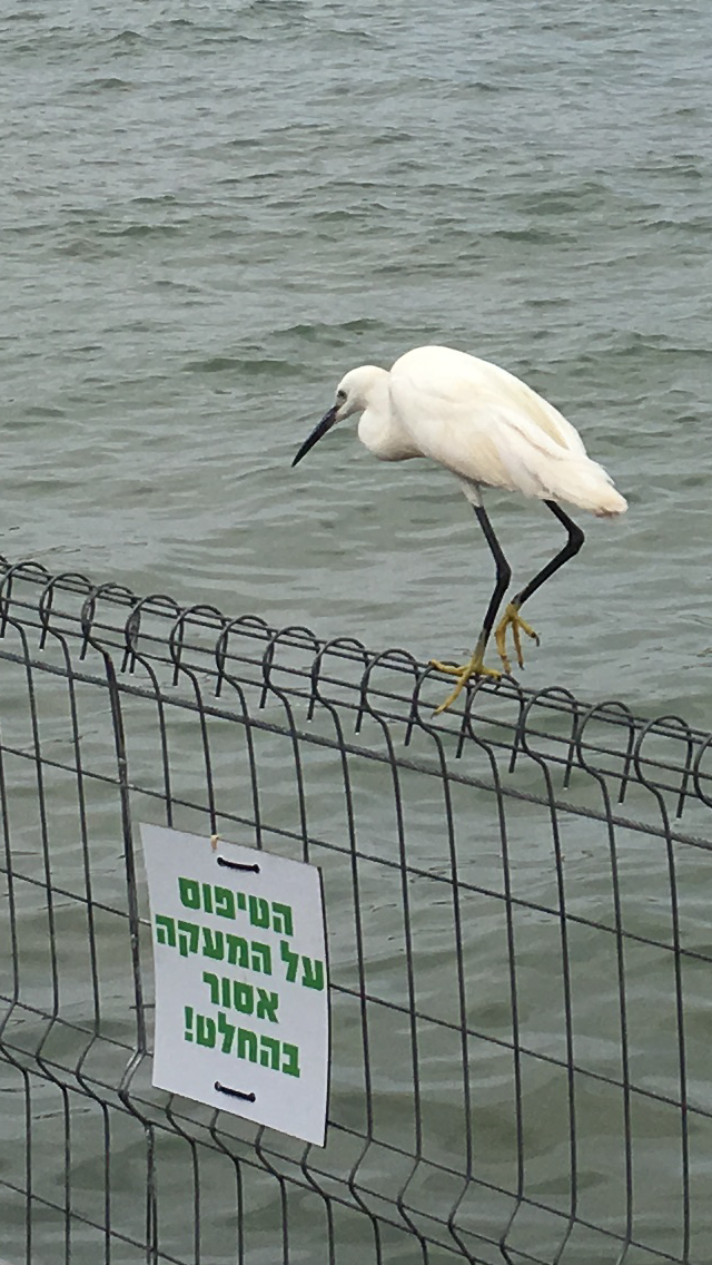 The Little Egret by Shuli Sapir-Nevo Photo and Motto - Illustrated by SHULI SAPIR-NEVO - Ourboox.com
